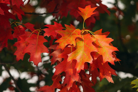Müde im Herbst?