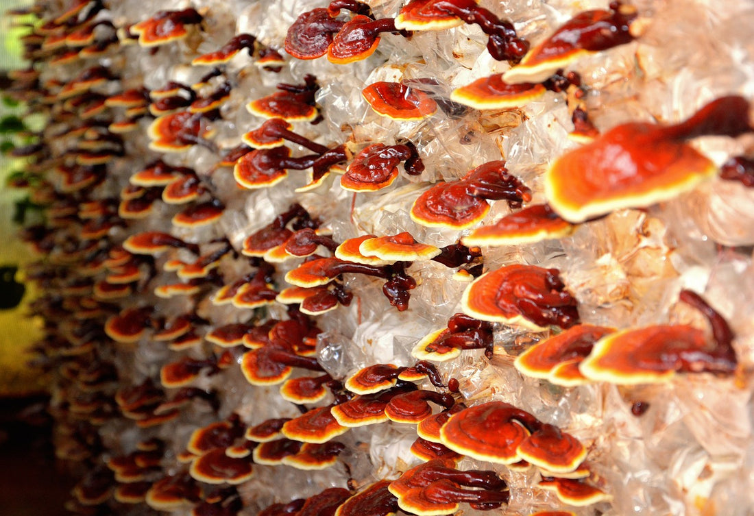 Am Foto ganz viele Reishi Pilze, die aus einem Holzstamm wachsen.