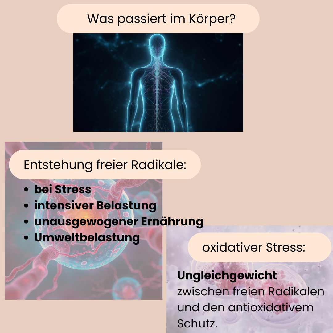 Erklärung was im Körper beim Altern passiert bzgl. freier Radikale und oxidativem Stress. 