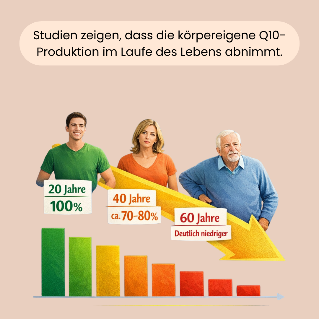 Studien zeigen, dass die körpereigene Q10 Produktion im Laufe des Lebens abnimmt. 