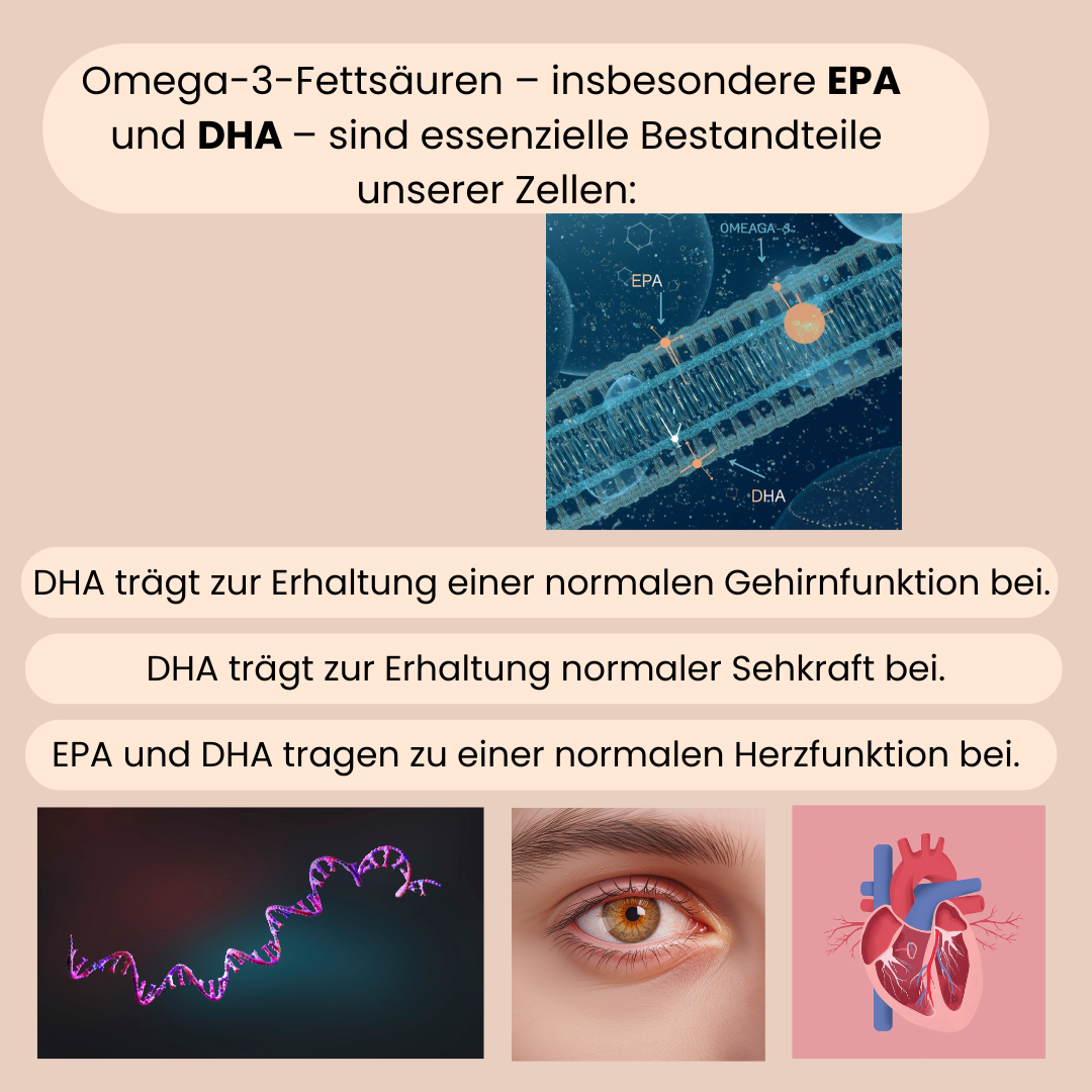 Omega 3 Fettsäuren werden erklärt, da sie essenzielle Bestandteile unserer Zellen sind. 